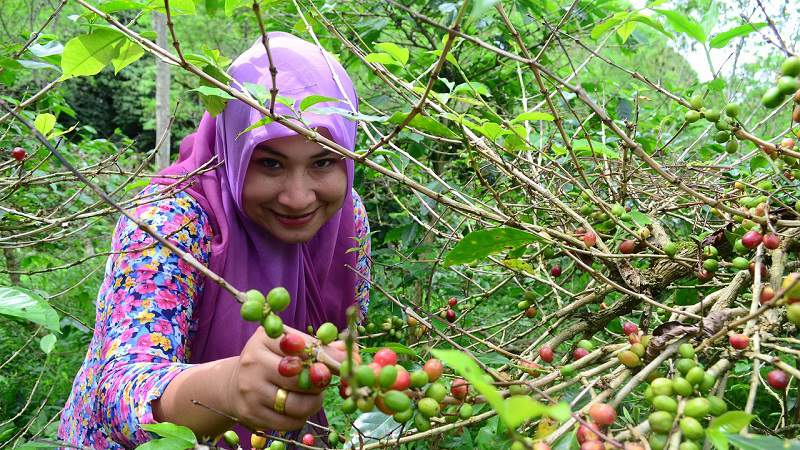 growing your own coffee